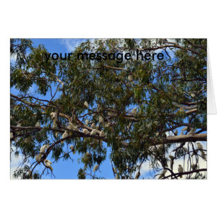 Cockatoos blancs australiens sauvages,