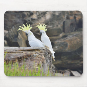 Cockatoos Muismat