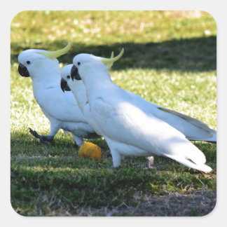 COCKATOO'S OP HET PLATTELAND VAN QUEENSLAND AUSTRA VIERKANTE STICKER