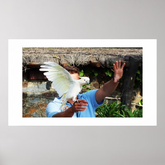 Cockatoto die een vleugel toont poster (Voorkant)
