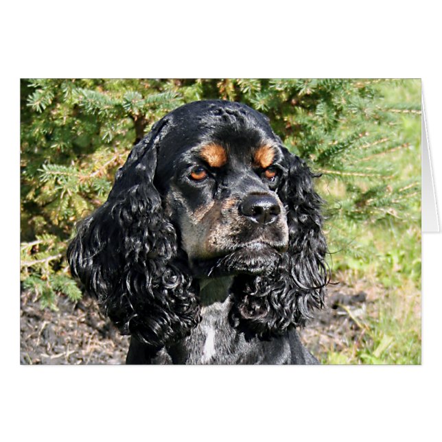Cocker Spaniel (Devant horizontal)