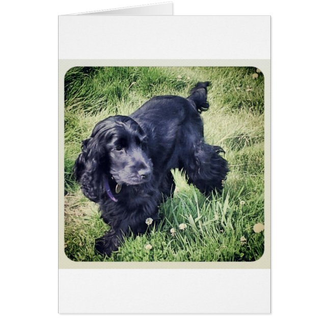 Cocker Spaniel (Voorkant)