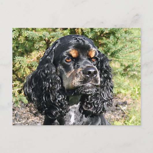 Cocker Spaniel Briefkaart (Voorkant)