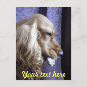 Cocker Spaniel Briefkaart