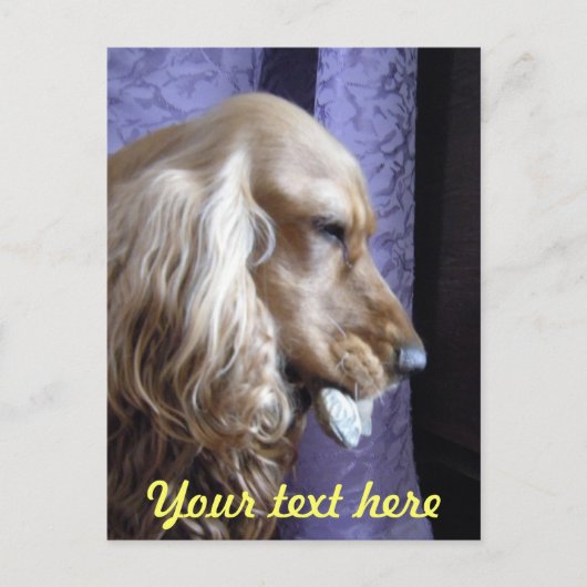 Cocker Spaniel Briefkaart (Voorkant)