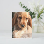 Cocker Spaniel Briefkaart (Staand voorkant)