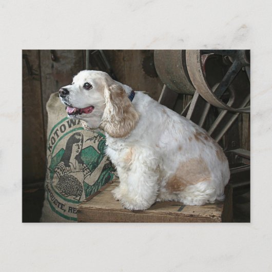 Cocker Spaniel Briefkaart (Voorkant)