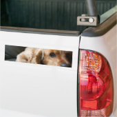 Cocker Spaniel Bumpersticker (Op Truck)
