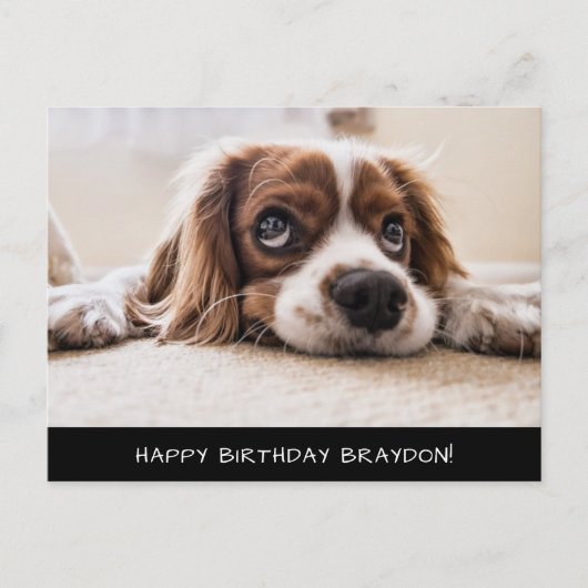 Cocker Spaniel Cavalier Birthday Briefkaart (Voorkant)