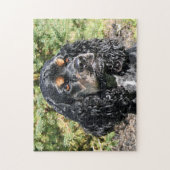 Cocker Spaniel Close-Up 2 Legpuzzel (Verticaal)