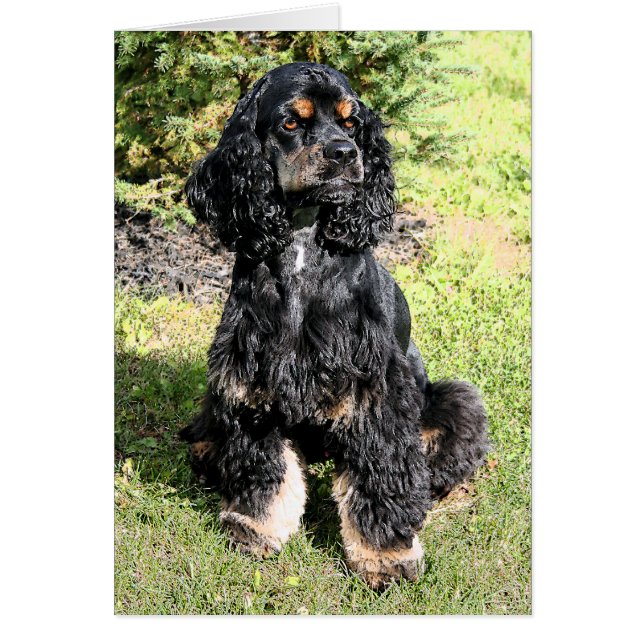 Cocker Spaniel Color Sketch (Voorkant)