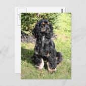 Cocker Spaniel Color Sketch Briefkaart (Voorkant / Achterkant)