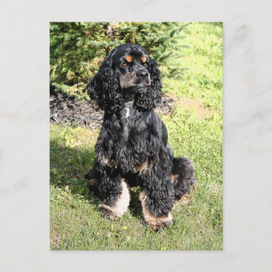 Cocker Spaniel Color Sketch Briefkaart (Voorkant)