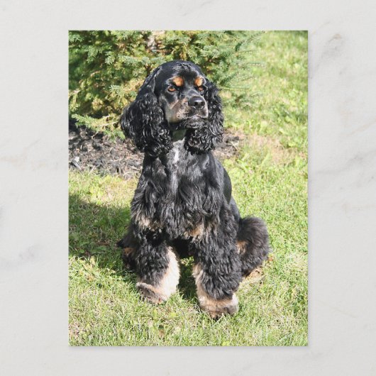 Cocker Spaniel Foto Briefkaart (Voorkant)