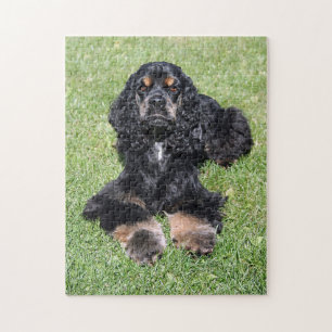 Cocker Spaniel Foto Legpuzzel
