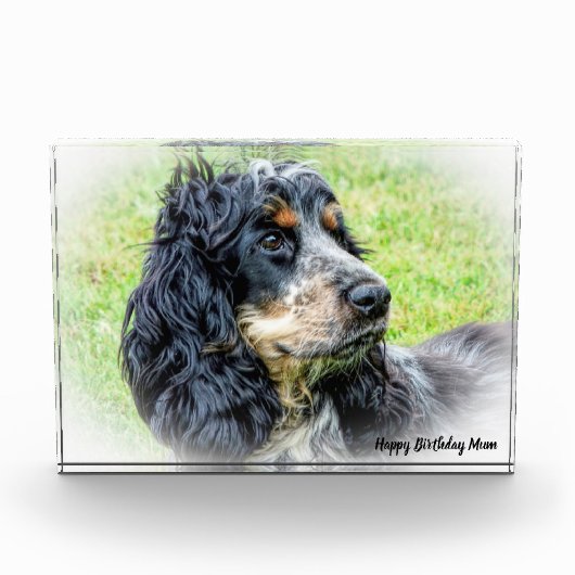 Cocker Spaniel. Fotoblokken (Voorkant)