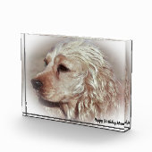 Cocker Spaniel. Fotoblokken (Rechts)