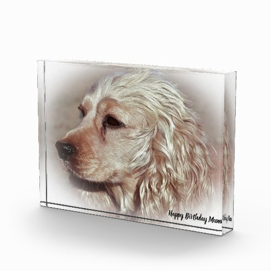 Cocker Spaniel. Fotoblokken (Rechts)