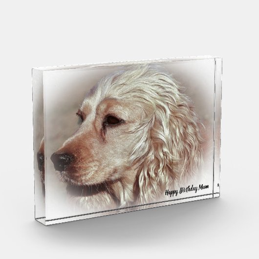 Cocker Spaniel. Fotoblokken (Links)