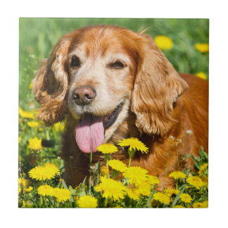 Cocker Spaniel in Yellow Flowers Tegeltje