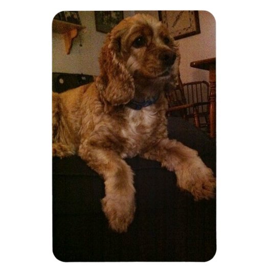 Cocker Spaniel Magnet Magneet (Verticaal)