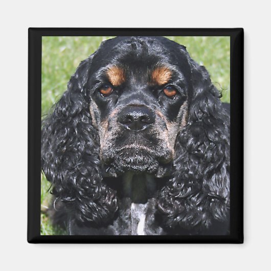 Cocker Spaniel Magnet Magneet (Voorkant)