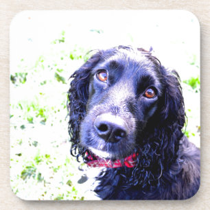 Cocker Spaniel Onderzetter