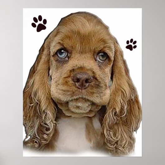 Cocker spaniel poster (Voorkant)