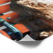 Cocker Spaniel poster (Hoek)