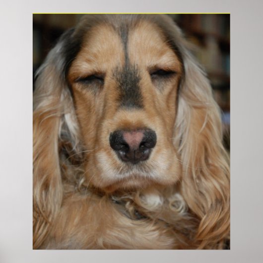 Cocker Spaniel Poster (Voorkant)