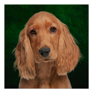 Cocker Spaniel Poster Perfect Poster