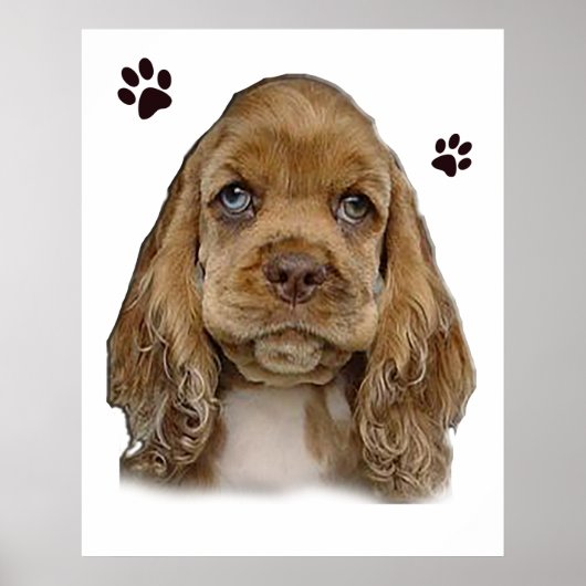 Cocker spaniel puppy poster (Voorkant)