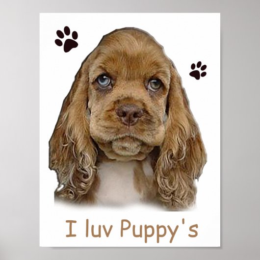 Cocker spaniel puppy poster (Voorkant)