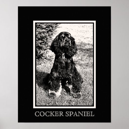 Cocker Spaniel Schets Poster (Voorkant)