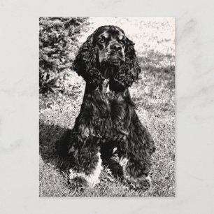 Cocker Spaniel Sketch Briefkaart