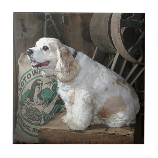 Cocker Spaniel Tegeltje (Voorkant)