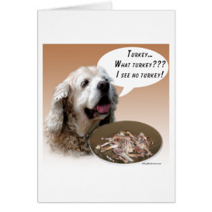 Cocker Spaniel Turquie