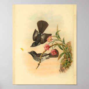 Cockerells Fantail Flycatcher Bird  Print