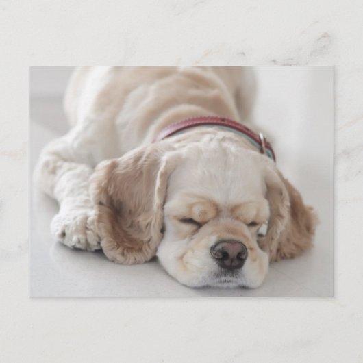 Cockerhond slaapt briefkaart (Voorkant)