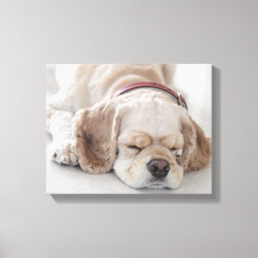Cockerhond slaapt canvas afdruk (Voorkant)