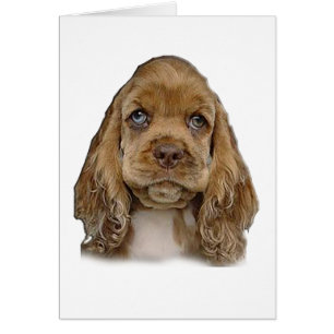 Cockerspaniel