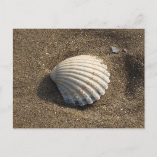 Cockle Shell Briefkaart (Voorkant)
