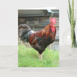 Cockrel Kaart