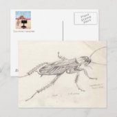 Cockroach Desiree Briefkaart (Voorkant / Achterkant)