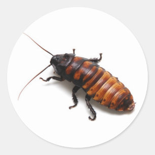 Cockroach Ronde Sticker