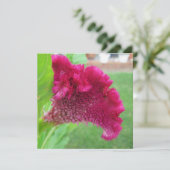 Cockscomb Celosia Red Flower Kaart (Staand voorkant)