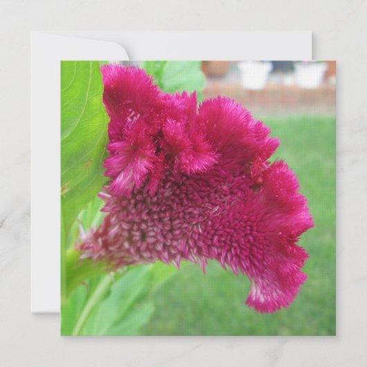 Cockscomb Celosia Red Flower Kaart (Voorkant)
