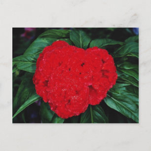 Cockscomb, East Indies bloemen Briefkaart
