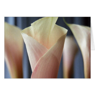 Cocktail Party Blanc Calla Lily Cartes de voeux