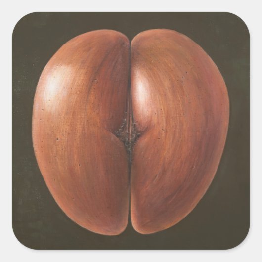 Coco de Mer Maldives 2012 Vierkante Sticker (Voorkant)